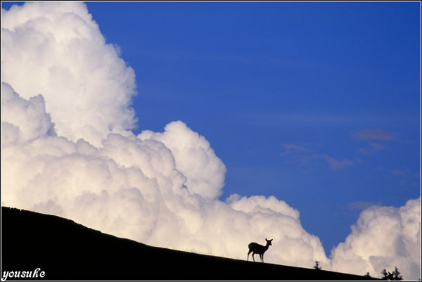 �t�W�N���[���o�b