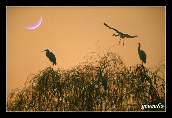 �S���{�����ʐ^�o�b