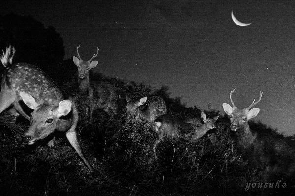 �j�b�R�[���@�l�C�`���[