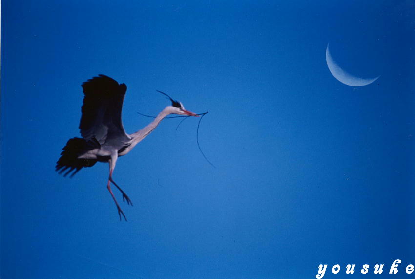 �t�H�g�R���e�X�g�� '98