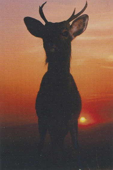 �j�b�R�[���@�l�C�`���[