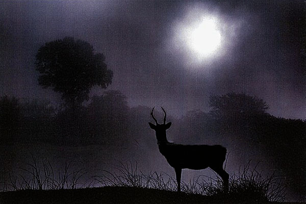 ��Q�S�Q��@���m�N���[���̕�