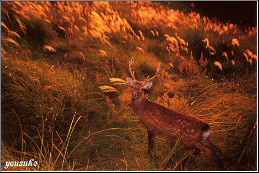 �j�b�R�[���@�l�C�`���[