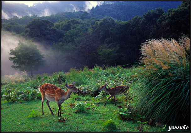 �j�b�R�[���@�l�C�`���[