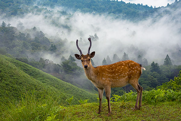 ������̎R�i��w��