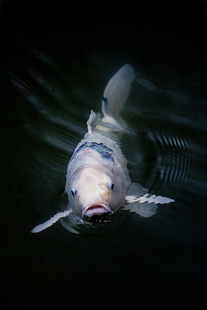 ����ɂ��́I�A�Ƃ����A