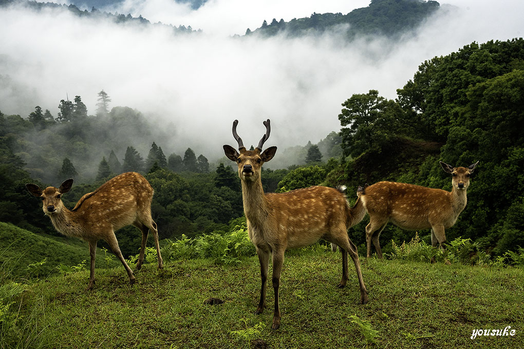 ��������̋u