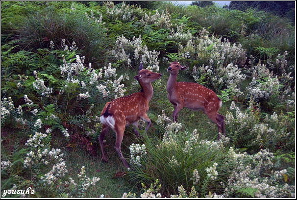 �j�b�R�[�� �l�C�`���[