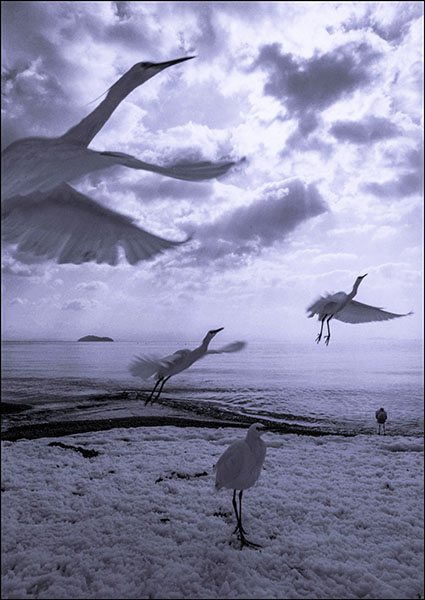 �Z�F�s���Y�o�b