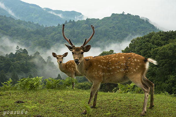 ������̕v�w��