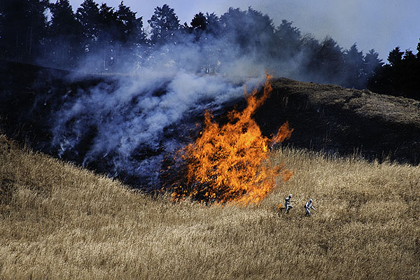 �R�Ă��@�g�S-�S