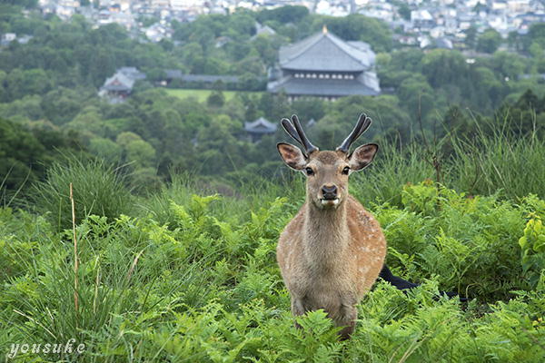 �Ós�ޗǒ���