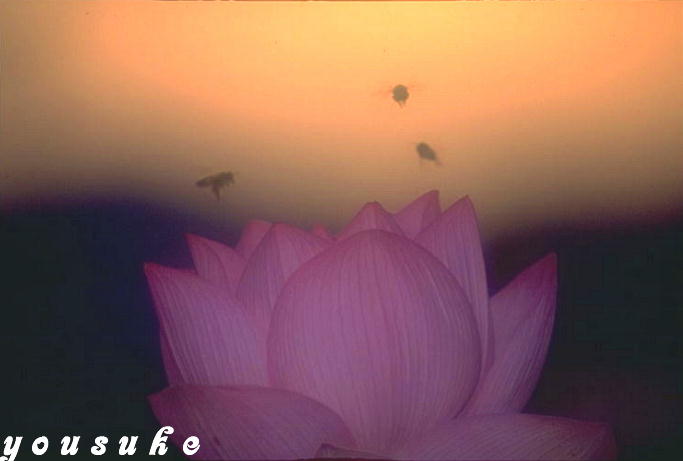 �S���l�̎ʐ^