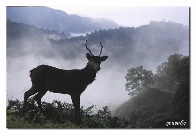 ������̉���