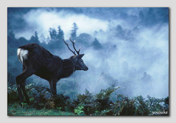 ������̉���