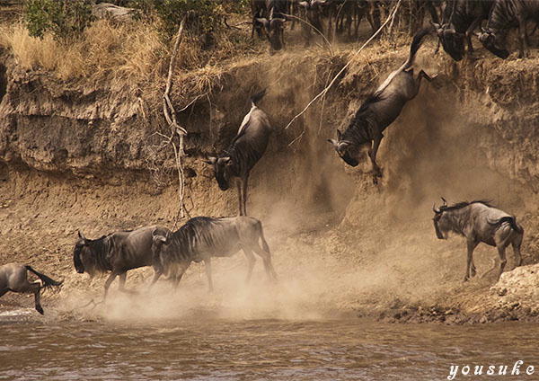 �j�b�R�[���@�l�C�`���[