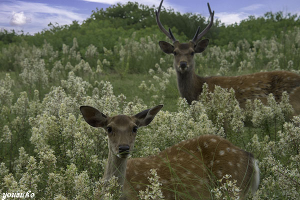 �R�K���s�̕v�w��