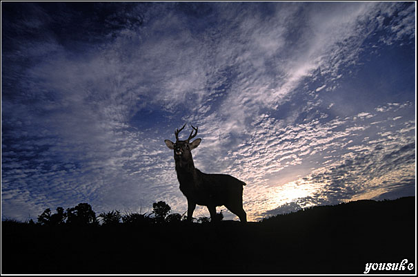 �t�H�g�R���e�X�g�� '01