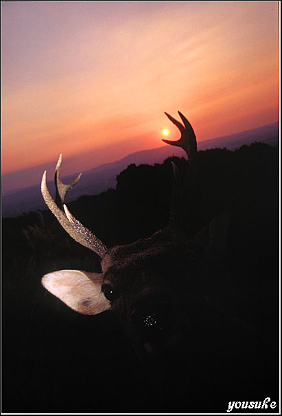 �t�H�g�R���e�X�g�� '04