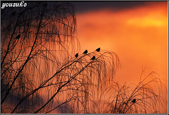 �j�R�� �l�C�`���[