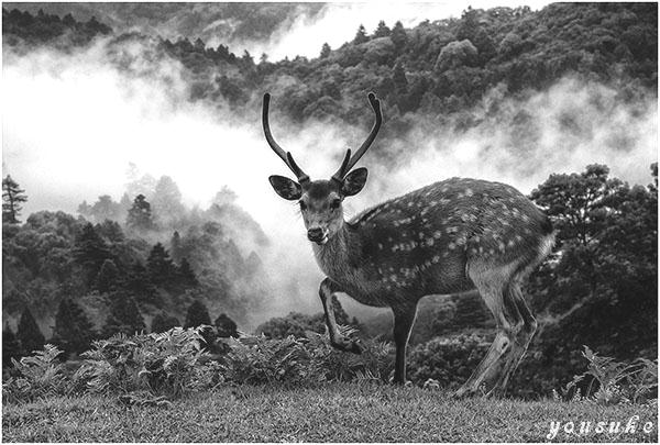 nikkor 2016�@���m�N���@