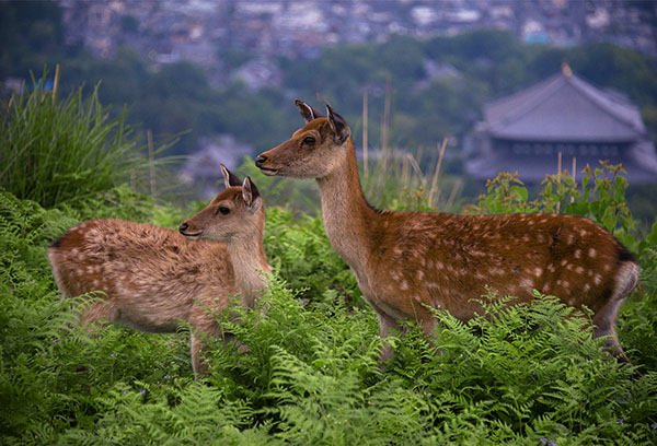 �j�b�R�[�� �l�C�`���[