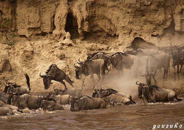 �j�b�R�[���@�l�C�`���[