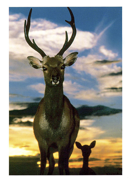 �j�b�R�[���@�l�C�`���[