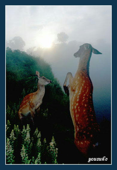 �j�b�R�[��