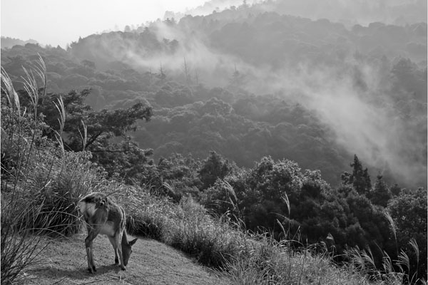 �j�b�R�[���@�l�C�`���[