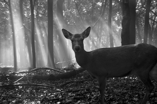  �j�b�R�[���l�C�`���[