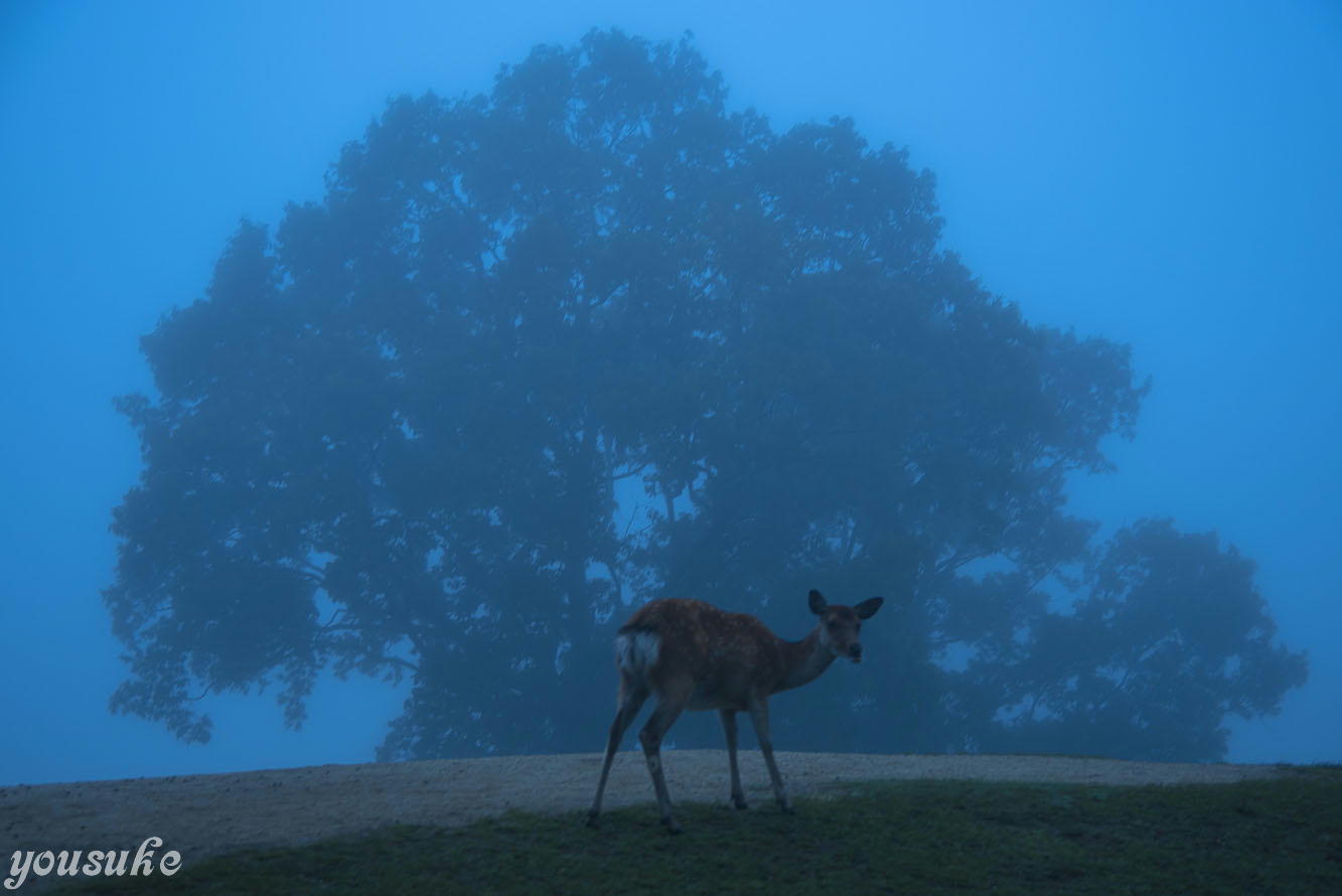 �ޗǂŌ������̕��i�W