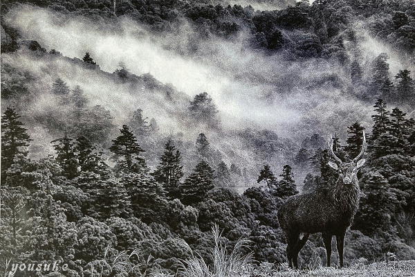 �j�b�R�[���@�l�C�`���[�E�t�H�g�T����