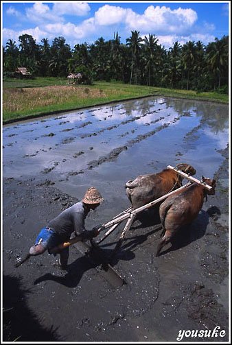 �K���[�_�q��PC