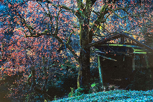 �j�b�R�[���l�C�`���[